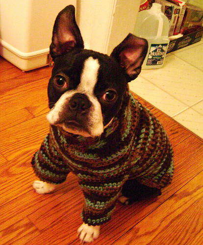 Iggy Pup Dog Sweater