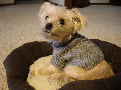 Single Cable Small Dog Sweater