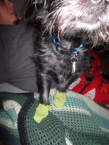 Banzai's Booties