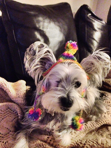 Holly's Hat