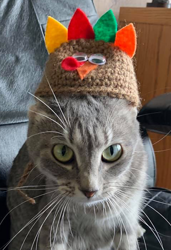 Turkey Kitten Beanie/ Hat