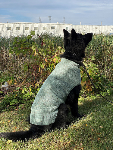 Whisky dog sweater