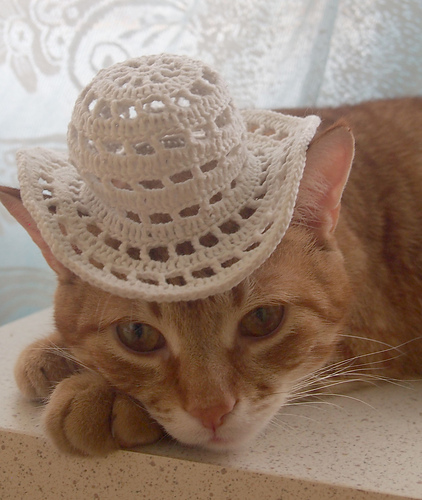 Hat for the Cat