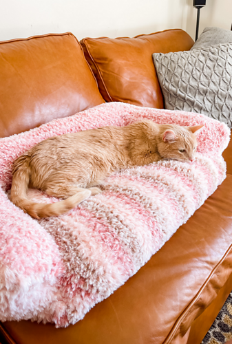Peanut's Cat Couch