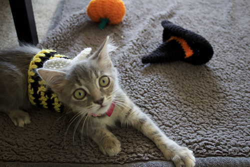 Bumblebee Kitten Costume