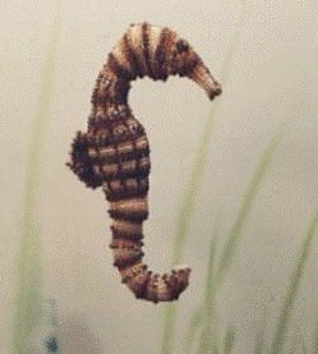 Seahorse (Beaded Aquarium Series)