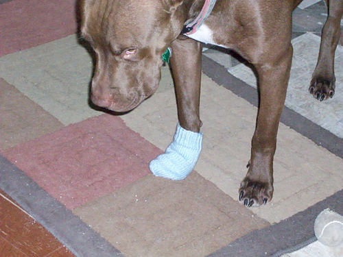 Doggie No Lick/Chew SOCKS