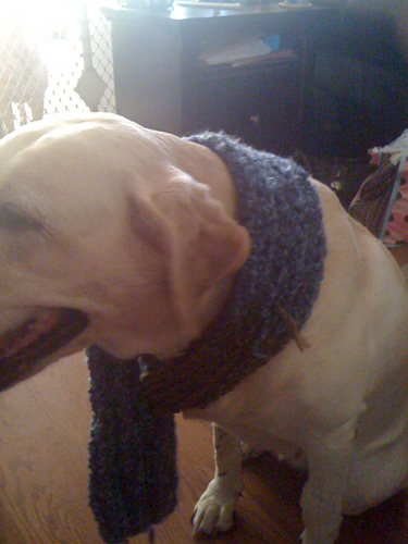 K2P2 Bulky Weight Scarf for a Pit Bull