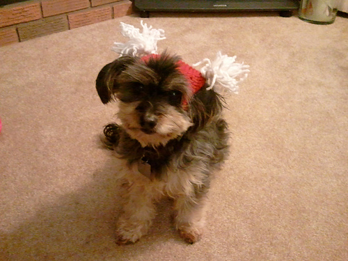 versatile hat for pets