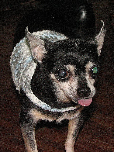 Dog or Cat Sweater
