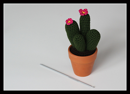 Cactus!