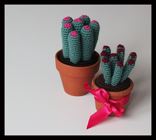 Many cactus!