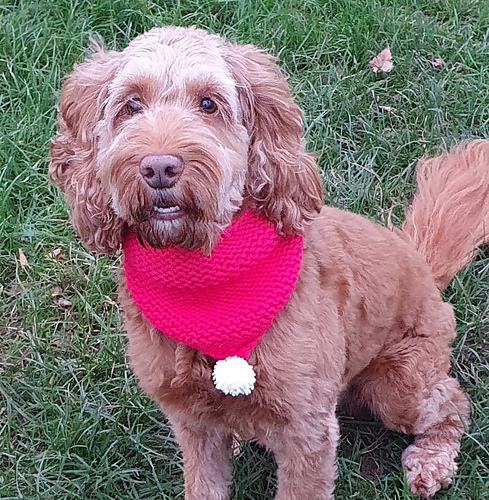 Dog Christmas Cowl