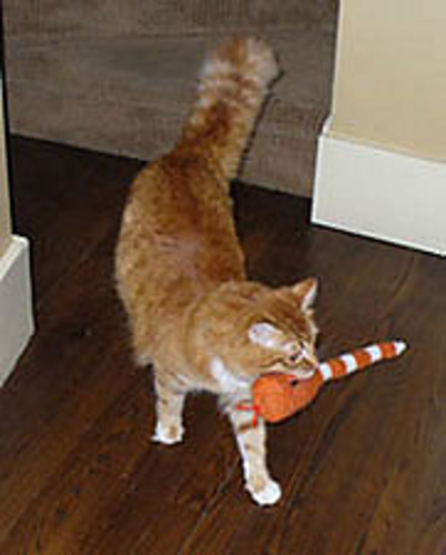 Henry's Toy Snake