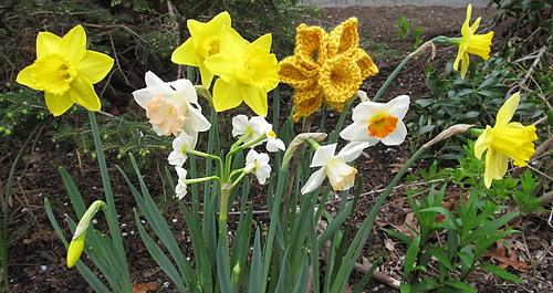 One-Piece Daffodil