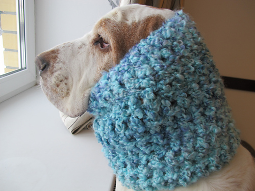 Adorable pet cowl