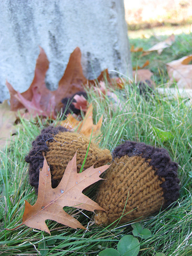 le gland du chêne [acorn]