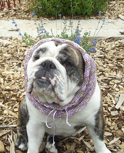 Mt Lake Park Dog Neck Warmer