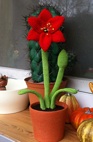Amaryllis