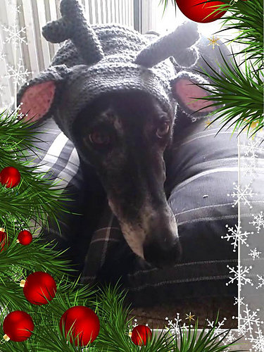 Greyhound Reindeer Hat