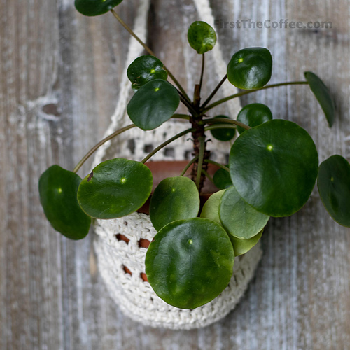 Plant Wall Hanger Basket