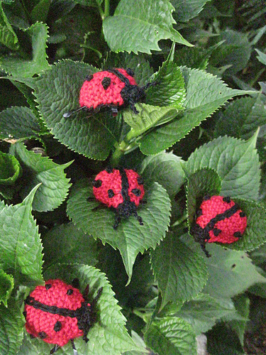 Ladybird