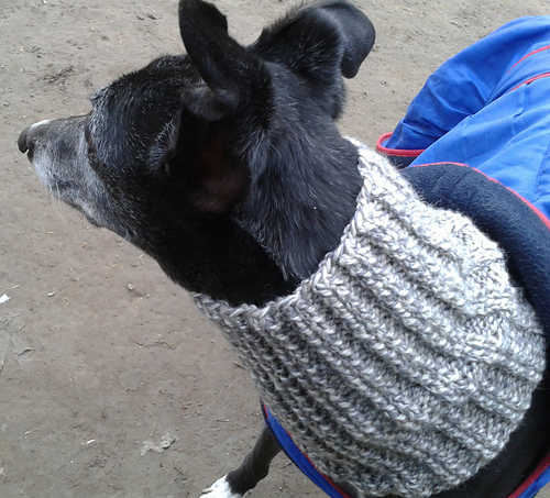 Dog Snood or Neck Warmer