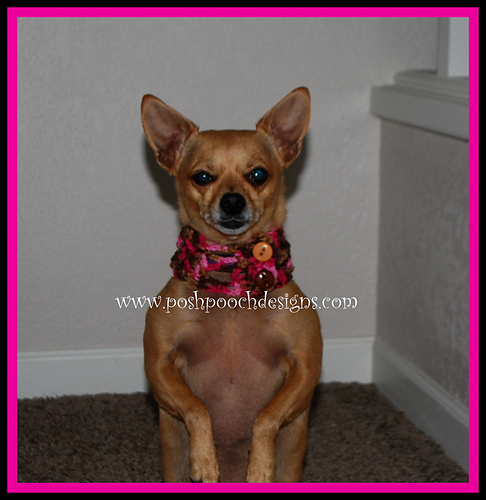 Lace and Buttons Dog Collar