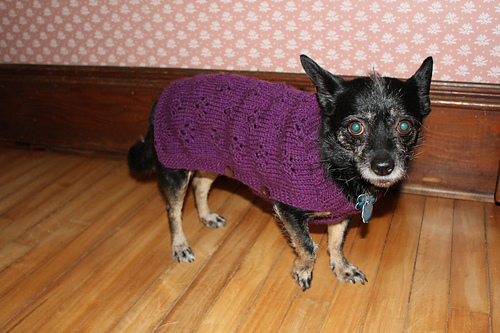 Paw Print Dog Sweater