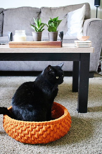 Big Little Pet Bed
