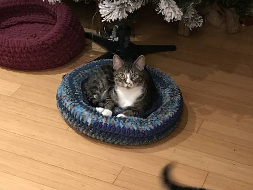 Padded Rim Cat Nap Bed