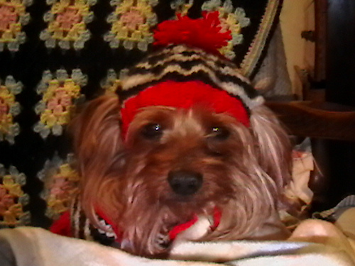 Maximo the great's STAY ON! hat