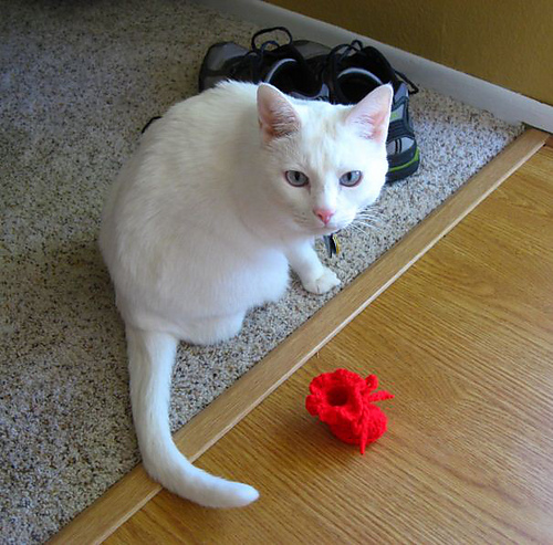 Kitten Mittens for Cats