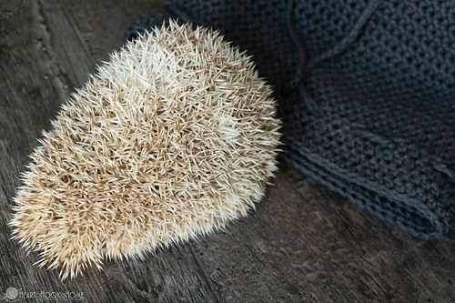 Hedgehog Pouch