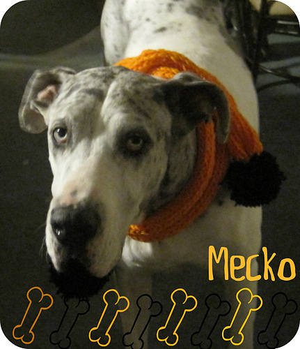 Scarfie Dog Scarf