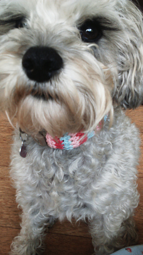 Such a cutie - dog collar