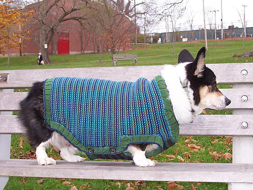 Doggy's Got Style Sweater