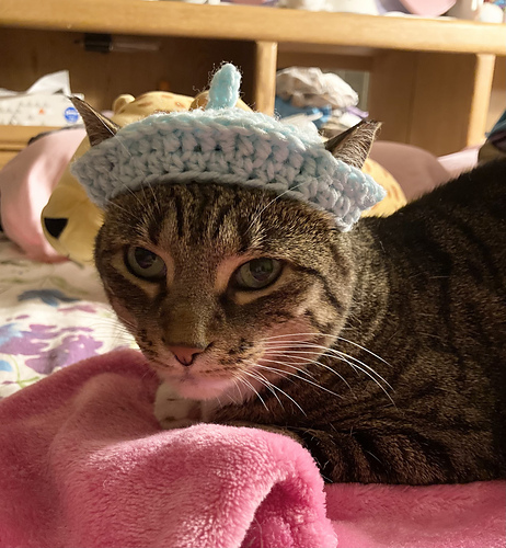 Beret pour chats