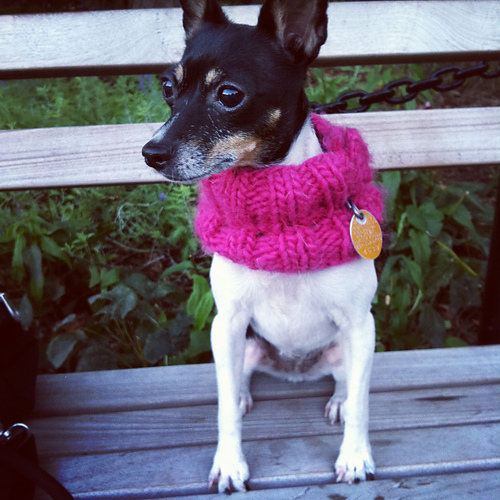 cowl for little dogs