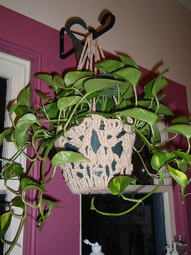 Shells Plant Hanger