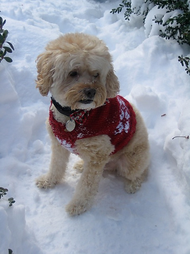 Snowflake Dog Sweater