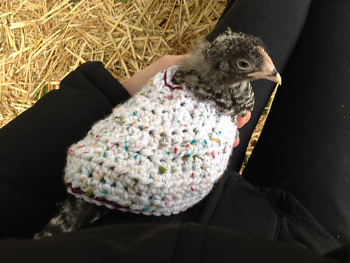 Chicken Cozy