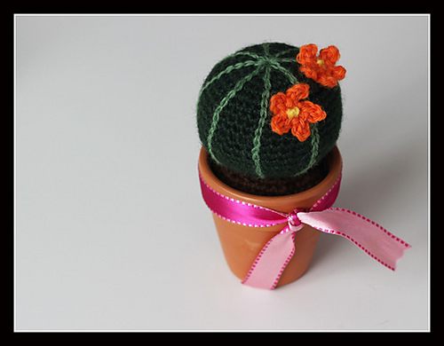 Round cactus!