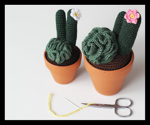 Curly Cactus!