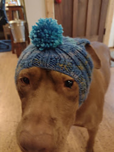 Suhri's Dog Hat