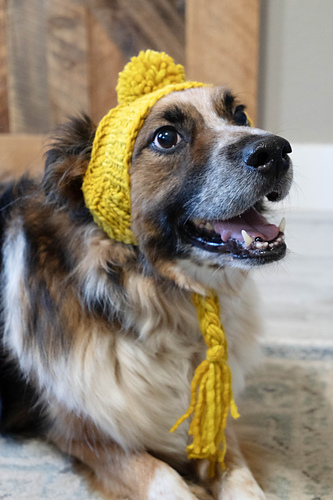 Stinky Dog Hat