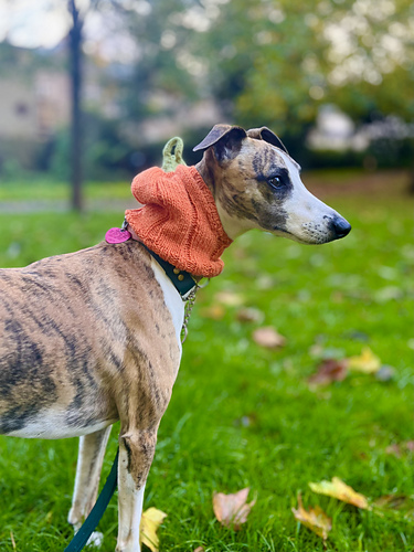 The Pupkin - Pumpkin Snood Hat for Dogs