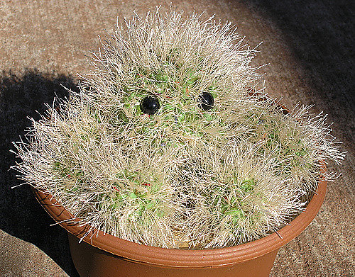 Claude the Cactus