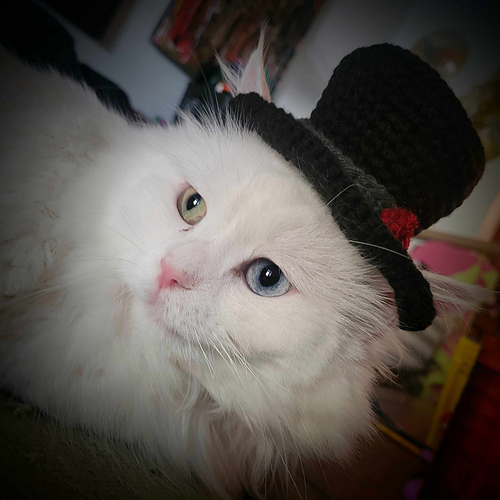 Top Hat Cat Hat