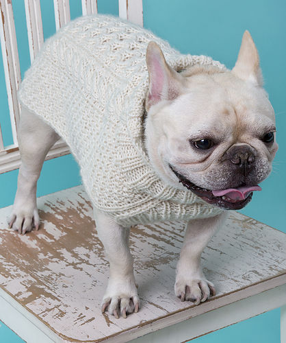 Cabled Dog Sweater